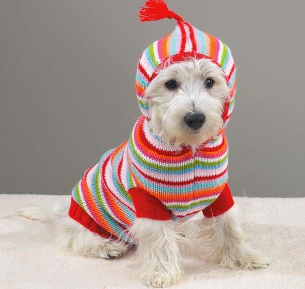 Knitted warm hats and clothes for dogs