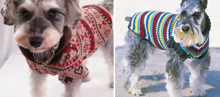 Creative pet design ideas: Knitted clothes for cats & dogs